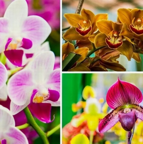 DAY 50 Adet 10 FARKLI Renk Phalaenopsis Orkide Tohumu + 10 Adet HEDİYE Gökkuşağı Gül Tohumu ORKIDE0001171 ürün görseli 1