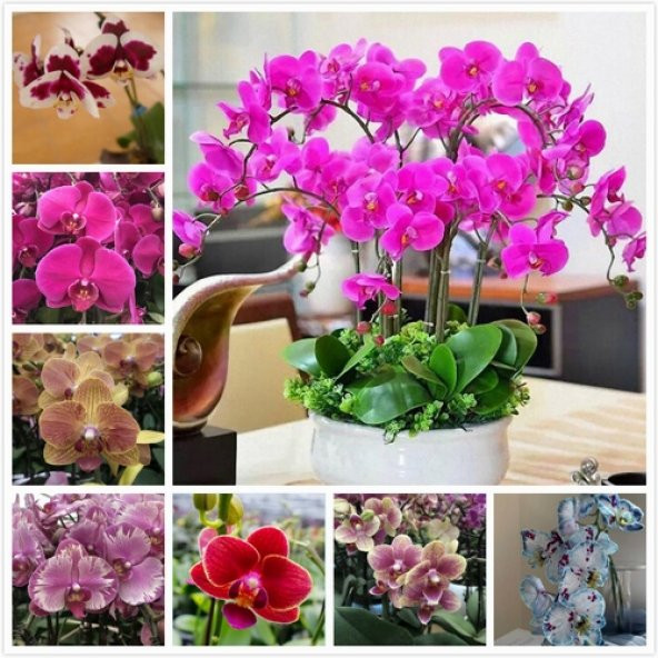 DAY 10 Adet 10 FARKLI Renk Phalaenopsis Orkide Tohumu + 10 Adet HEDİYE Gökkuşağı Gül Tohumu ORKIDE0001173 ürün görseli 1