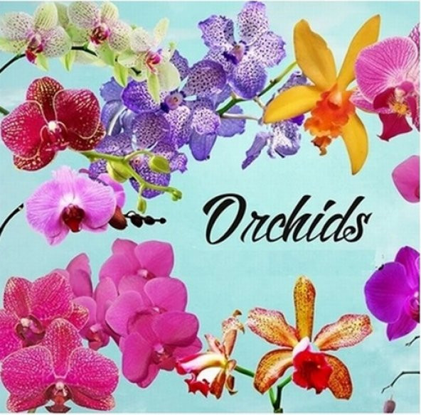 DAY 100 Adet 10 FARKLI Renk Cattleya Orkide Tohumu + 10 Adet HEDİYE K.RENK Gül Tohumu ORKIDE0001792 ürün görseli 1