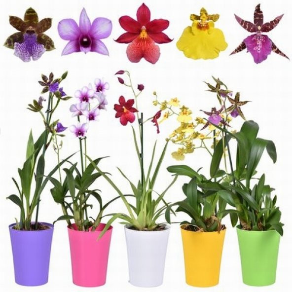 DAY 100 Adet 10 FARKLI Renk Phalaenopsis Orkide Tohumu + 10 Adet HEDİYE K.RENK Gül Tohumu ORKIDE0001984 ürün görseli 1