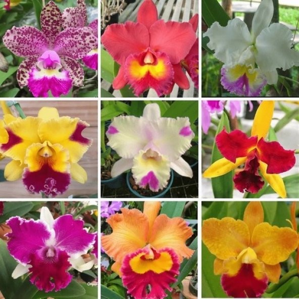 DAY 100 Adet 10 FARKLI Renk Phalaenopsis Orkide Tohumu + 10 Adet HEDİYE K.RENK Gül Tohumu ORKIDE0002080 ürün görseli 1