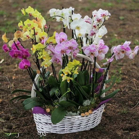 DAY 50 Adet 10 FARKLI Renk Phalaenopsis Orkide Tohumu + 10 Adet HEDİYE K.RENK ZAMBAK Tohumu ORKIDE0003631 ürün görseli 1