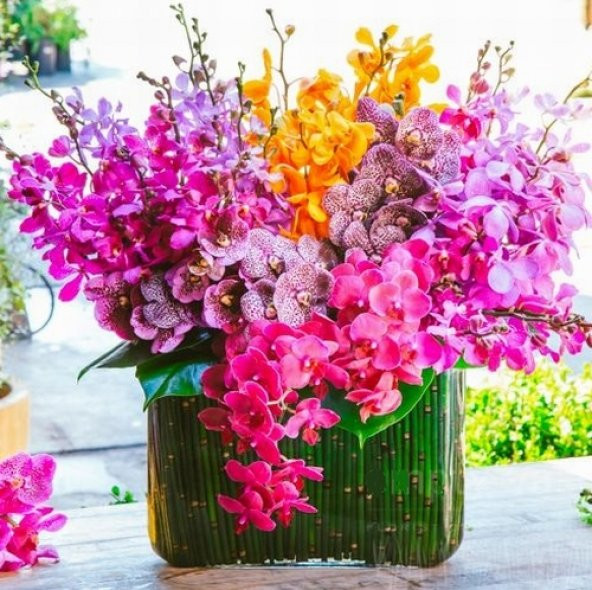 DAY 10 Adet 10 FARKLI Renk Oncidium Orkide Tohumu + 10 Adet HEDİYE K.RENK ZAMBAK Tohumu ORKIDE0003805 ürün görseli 1