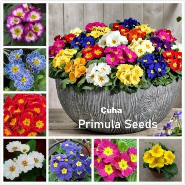 DAY 25 Adet 10 FARKLI Renk Vanda Orkide Tohumu + 10 Adet HEDİYE K.RENK Çuha Çiçeği Tohumu ORKIDE0005498 ürün görseli 1