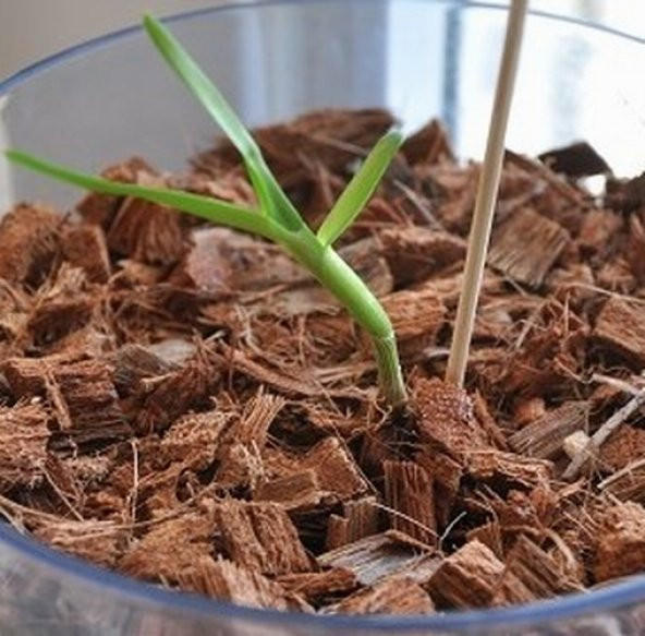 DAY 100 Adet 10 FARKLI Renk Phalaenopsis Orkide Tohumu + 10 Adet HEDİYE K.RENK Afrika M. Çiçeği Tohumu ORKIDE0006880 ürün görseli 1