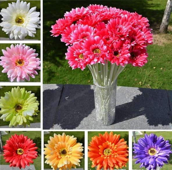 DAY 50 Adet 10 FARKLI Renk Phalaenopsis Orkide Tohumu + 10 Adet HEDİYE K.RENK Gerbera Çiçeği Tohumu ORKIDE0009147 ürün görseli 1