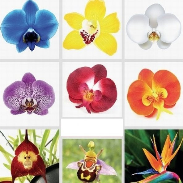 DAY 100 Adet 10 FARKLI Renk Phalaenopsis Orkide Tohumu + 10 Adet HEDİYE K.RENK LALE Tohumu ORKIDEY002868 ürün görseli 1