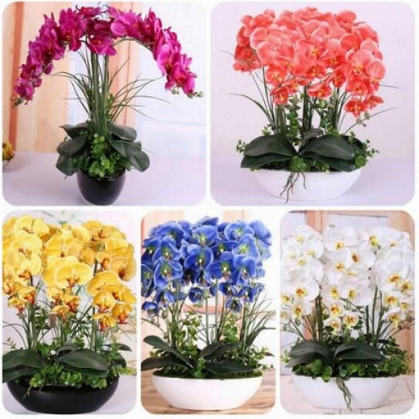 DAY 50 Adet 10 FARKLI Renk Phalaenopsis Orkide Tohumu + 10 Adet HEDİYE K.RENK ZAMBAK Tohumu ORKIDEY003599 ürün görseli 1