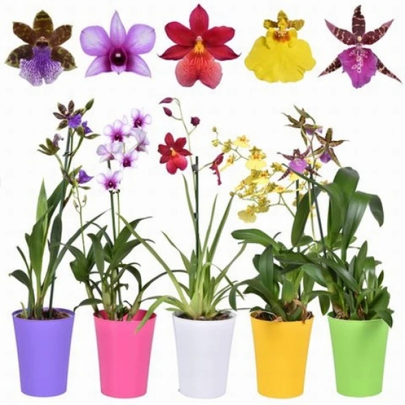 DAY 100 Adet 10 FARKLI Renk Phalaenopsis Orkide Tohumu + 10 Adet HEDİYE K.RENK Primula Çiçeği Tohumu ORKIDEY006012 ürün görseli 1