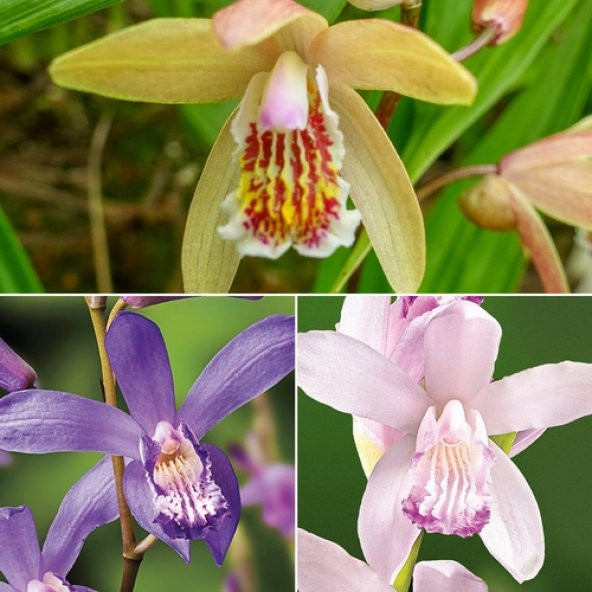 DAY 100 Adet 10 FARKLI Renk Oncidium Orkide Tohumu + 10 Adet HEDİYE K.RENK Primula Çiçeği Tohumu ORKIDEY006180 ürün görseli 1