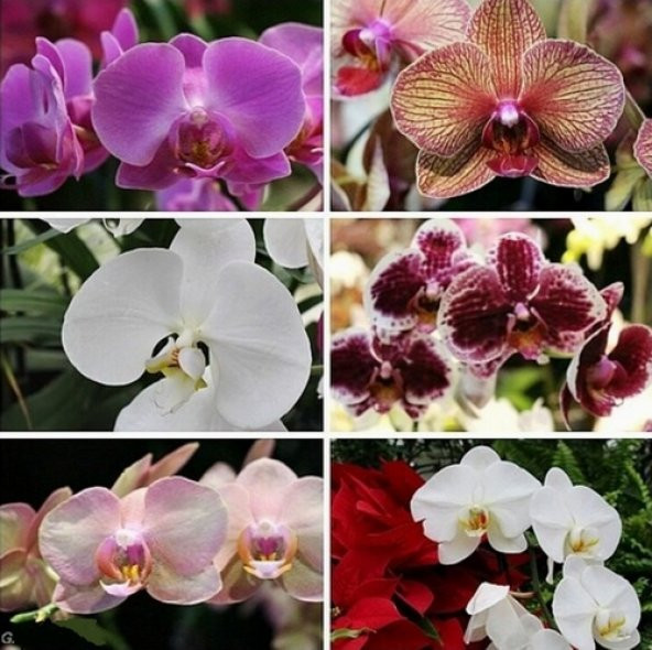 DAY 25 Adet 10 FARKLI Renk Oncidium Orkide Tohumu + 10 Adet HEDİYE K.RENK Primula Çiçeği Tohumu ORKIDEY006146 ürün görseli 1