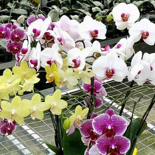 DAY 50 Adet 10 FARKLI Renk Phalaenopsis Orkide Tohumu + 10 Adet HEDİYE K.RENK Dahlia Çiçeği Tohumu ORKIDEY007559 ürün görseli 1