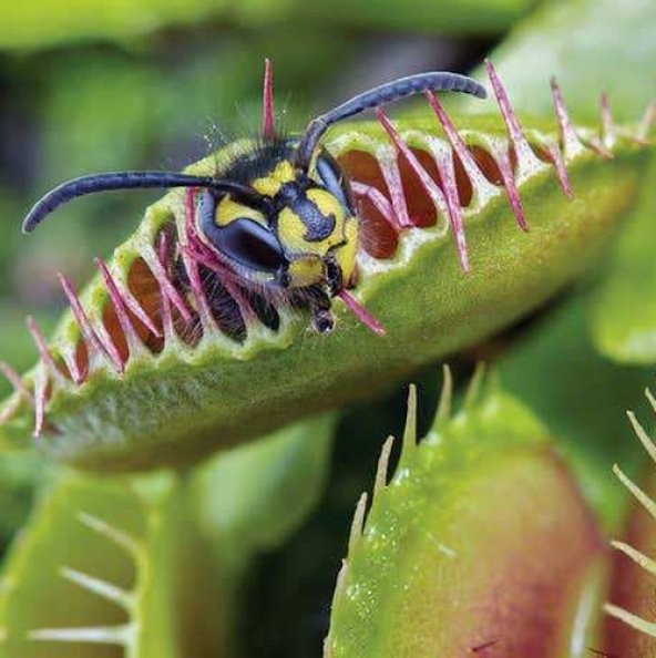 DAY 100 Adet Venüs Fly Trap Sinek Kapan Bitkisi Tohumu + 10 ADET Cennet Kuşu Çiçek Tohumu DTSINE0009985 ürün görseli 1