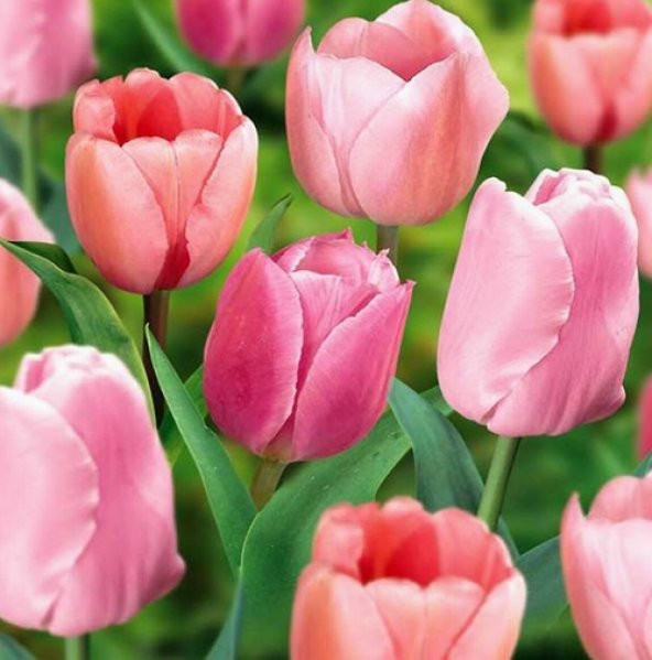 DAY 100 Adet Pembe Renk Lale Çiçeği Tohumu + 10 Adet Hediye Hollanda Gülü Çiçek Tohumu DTLALE0000580 ürün görseli 1