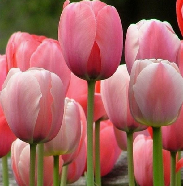 DAY 25 Adet Pembe Renk Lale Çiçeği Tohumu + 10 Adet Hediye Hollanda Gülü Çiçek Tohumu DTLALE0000586 ürün görseli 1