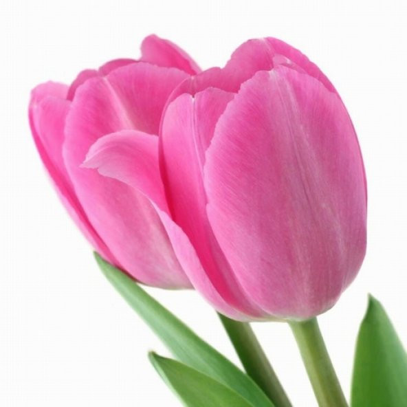DAY 10 Adet Pembe Renk Lale Çiçeği Tohumu + 10 Adet Hediye Hollanda Gülü Çiçek Tohumu DTLALE0000605 ürün görseli 1