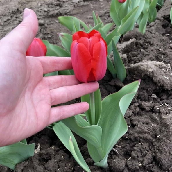 DAY 100 Adet Kırmızı Renk Lale Çiçeği Tohumu + 10 Adet Hediye Hollanda Gülü Çiçek Tohumu DTLALE0000696 ürün görseli 1