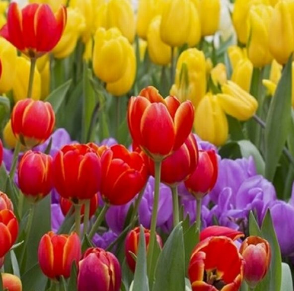 25 Adet 10 FARKLI RENK Mix Tulip Seed Lale Tohumu + 10 Adet Hediye Hollanda Gülü Çiçek Tohumu DTLALE0000870 ürün görseli 1