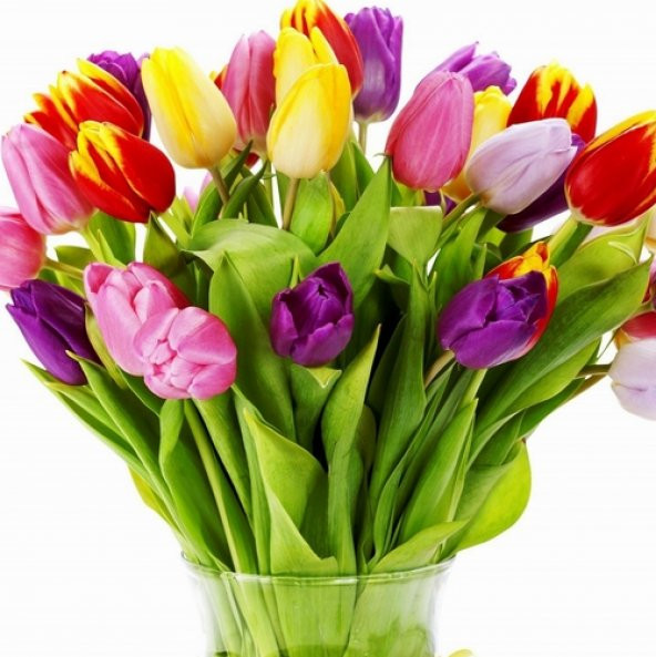 10 Adet 10 FARKLI RENK Mix Tulip Seed Lale Tohumu + 10 Adet Hediye Hollanda Gülü Çiçek Tohumu DTLALE0000905 ürün görseli 1