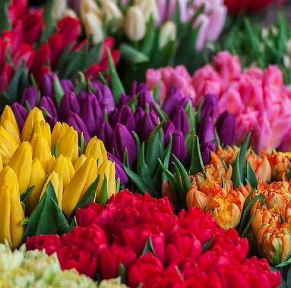 25 Adet 10 FARKLI RENK Mix Tulip Seed Lale Tohumu + 10 Adet Hediye K.Renk Papatya Çiçek Tohumu DTLALE0001194 ürün görseli 1