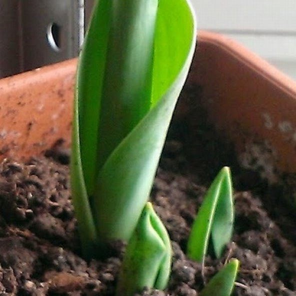 50 Adet 10 FARKLI Mix Tulip Seed Lale Tohumu + 10 Adet Hediye K.Renk Papatya Çiçek Tohumu DTLALE0001243 ürün görseli 1