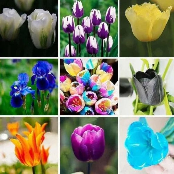 25 Adet 10 FARKLI RENK Mix Tulip Seed Lale Tohumu + 10 Adet Hediye K.Renk Begonya Çiçek Tohumu DTLALE0001650 ürün görseli 1
