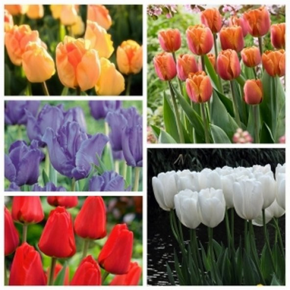 100 Adet 10 FARKLI Mix Tulip Seed Lale Tohumu + 10 Adet Hediye K.Renk Begonya Çiçek Tohumu DTLALE0001656 ürün görseli 1