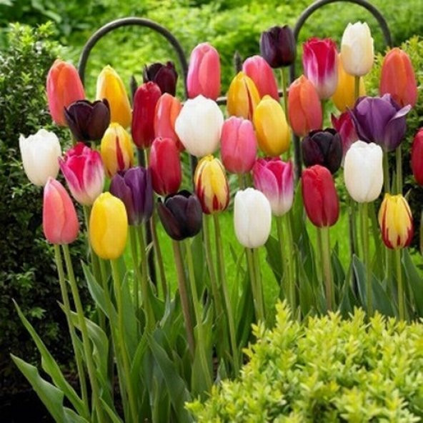 25 Adet 10 FARKLI RENK Mix Tulip Seed Lale Tohumu + 10 Adet Hediye K.Renk Küpe Çiçek Tohumu DTLALE0001854 ürün görseli 1