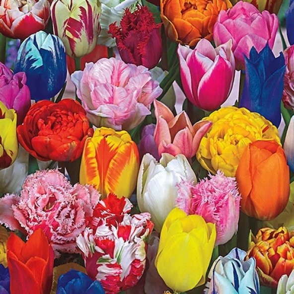 10 Adet 10 FARKLI RENK Mix Tulip Seed Lale Tohumu + 10 Adet Hediye K.Renk Küpe Çiçek Tohumu DTLALE0001881 ürün görseli 1