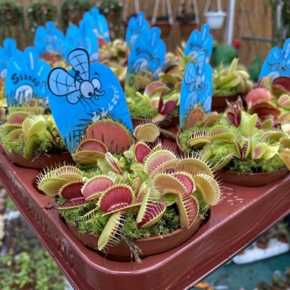 DAY 50 Adet Venüs Fly Trap Sinek Kapan Bitkisi Tohumu + 10 ADET Hediye Yıldız Çiçek Tohumu SINEKBIT03331 ürün görseli 1