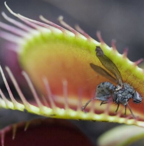 DAY 10 Adet Venüs Fly Trap Sinek Kapan Bitkisi Tohumu + 10 ADET Hediye Yıldız Çiçek Tohumu SINEKBIT03317 ürün görseli 1
