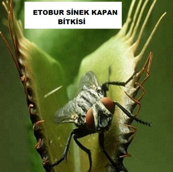 DAY 50 Adet Venüs Fly Trap Sinek Kapan Bitkisi Tohumu + 10 ADET Cennet Kuşu Çiçek Tohumu SINEKBIT03779 ürün görseli 1
