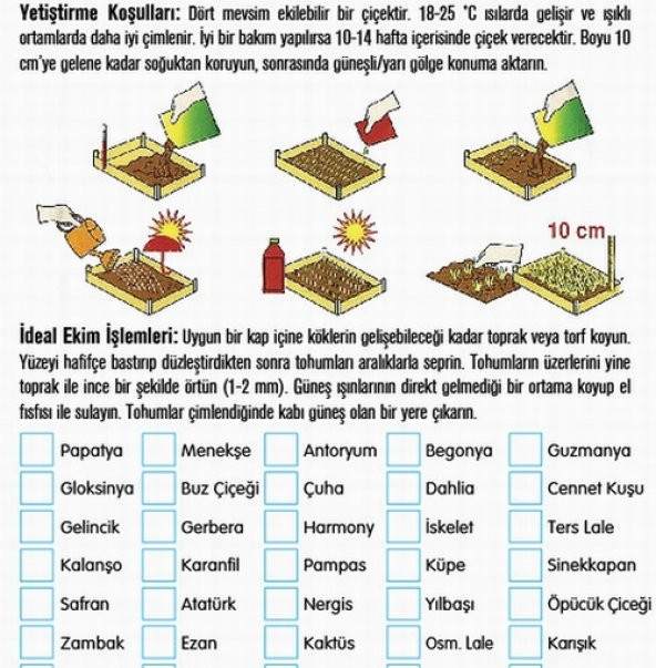 DAY 100 Adet Sinek Kapan EtObur Bitki Tohumu + 10 ADET Hediye Starliçe Çiçek Tohumu SINEKBIT04012 ürün görseli 1