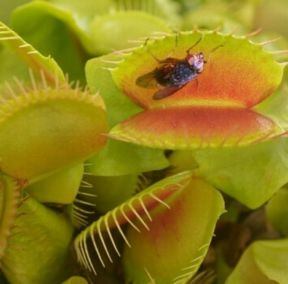 DAY 10 Adet Venüs Fly Trap Sinek Kapan Bitkisi Tohumu +  10 ADET Starliçe Çiçek Tohumu SINEKBIT04269 ürün görseli 1