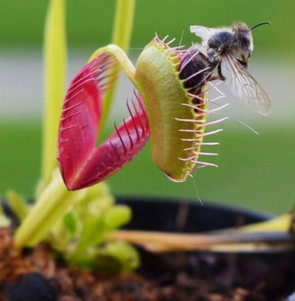 DAY 100 Adet Venüs Fly Trap Sinek Kapan Bitkisi Tohumu +  10 ADET Starliçe Çiçek Tohumu SINEKBIT04284 ürün görseli 1