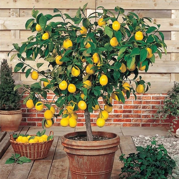 5 ADET BODUR SAKSI BONSAI LİMON TOHUMU 10 ADET HEDİYE GÜL ÇİÇEK TOHUMU SINEKBIT06968 ürün görseli 1