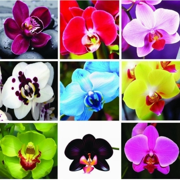 DAY 10 ADET 10 FARKLI KARIŞIK RENK ORKİDE ÇİÇEK TOHUMU +  10ADET HEDİYE HOLLANDA GÜLÜ TOHUMU ürün görseli 1