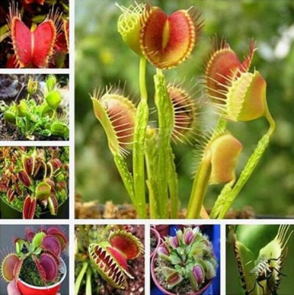 DAY 10 Adet Venüs Fly Trap Sinek Kapan Bitkisi Tohumu +  10 ADET Cennet Kuşu Çiçek Tohumu SINEKBIT09982 ürün görseli 1