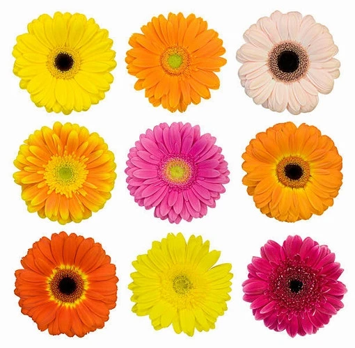 100 Adet Karışık Renk Gerbera Çiçek Tohumu + 10 Adet Hediye Karık Renk Küpe Çiçeği Tohumu SINEKBIT10806 ürün görseli 1
