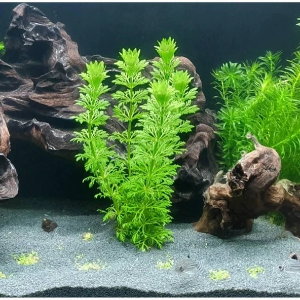 50 Adet Sessiliflora Akvaryum Tohumu + 10 Adet Hediye Karışık Renk Gül Tohum SINEKBIT10918 ürün görseli 1