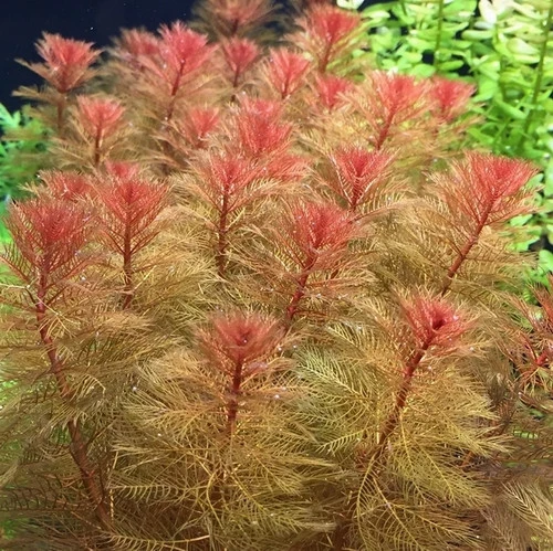 100 Adet Proserpinaca Palustris Akvaryum Tohumu + 10 Adet Hediye Karışık Renk Gül Tohumu SINEKBIT12448 ürün görseli 1