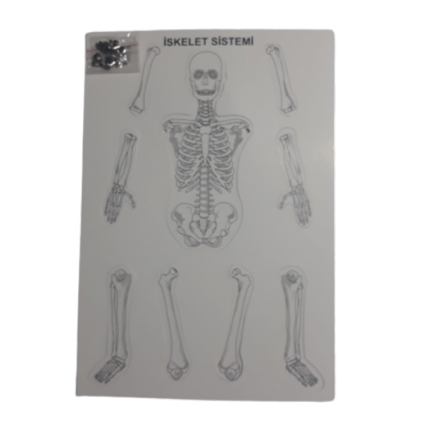iskelet sistemi modeli (birleştirmeli) 35 cm ürün görseli 1