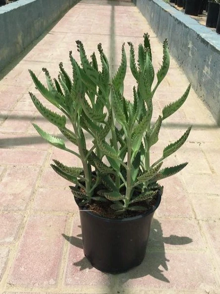 Aşkın Gözyaşları Çiçeği 15-25 Cm Kalanchoe Daigremontiana Echeveria ürün görseli 1