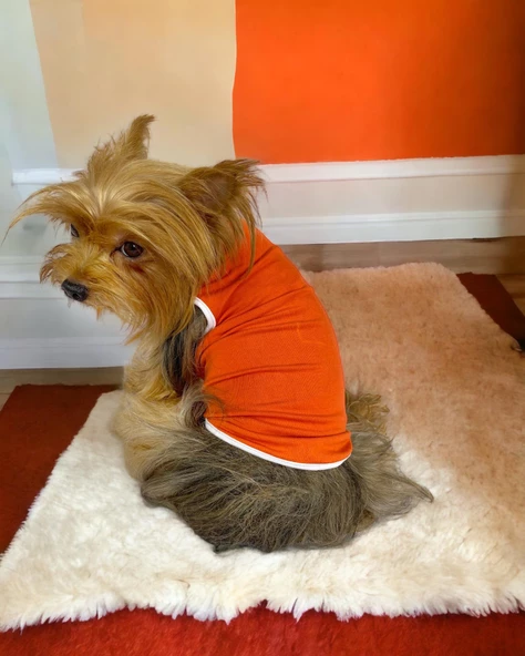 Basic Orange Atlet Köpek Kıyafeti  Köpek Elbisesi - Resim 3