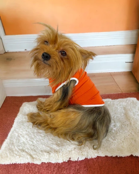 Basic Orange Atlet Köpek Kıyafeti  Köpek Elbisesi - Resim 7