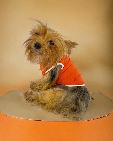 Basic Orange Atlet Köpek Kıyafeti  Köpek Elbisesi ürün görseli 1