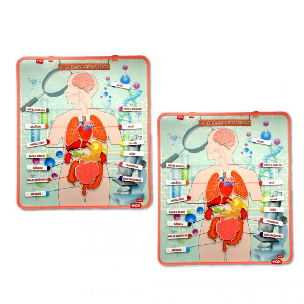2 Set - 52 Parça  İç Organlar Sistemi Keçe Duvar Panoları ürün görseli 1