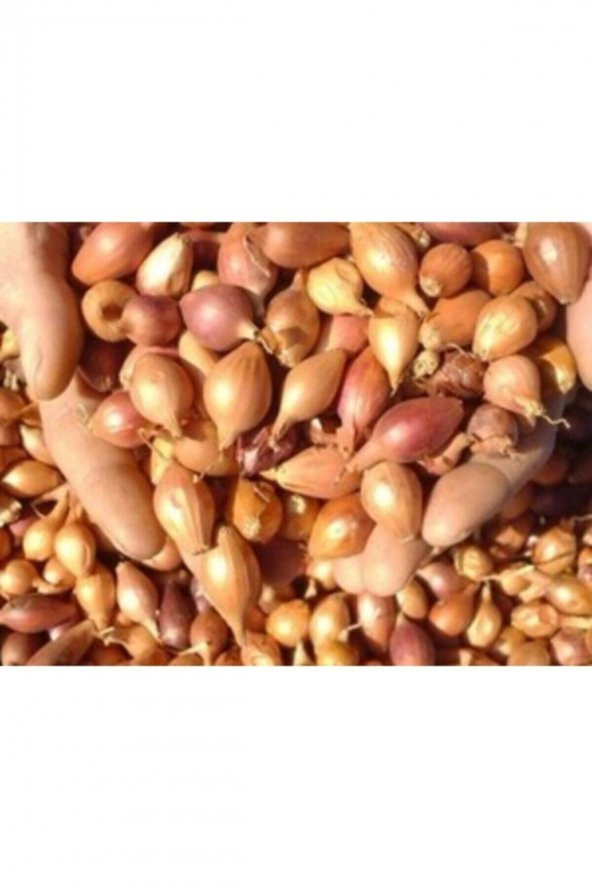 ANNE ELİ Kıska Arpacık Soğan 2kg - Resim 2