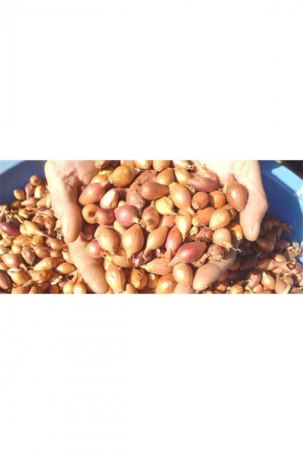 ANNE ELİ 5kg Kıska Arpacık Soğan - Resim 2