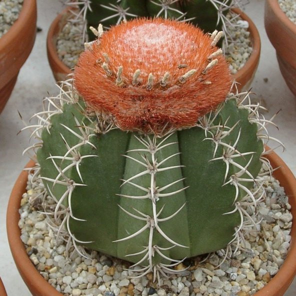 Şapkalı Melocactus Matanzanus Kafalı Kaktüs Tohumu (5 tohum) ürün görseli 1